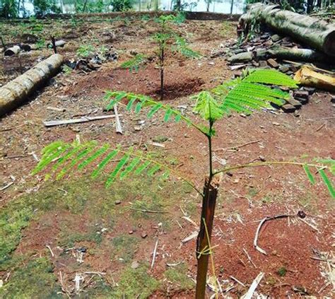 Cara Menanam Pohon Sengon Agar Cepat Besar Mitra Tani