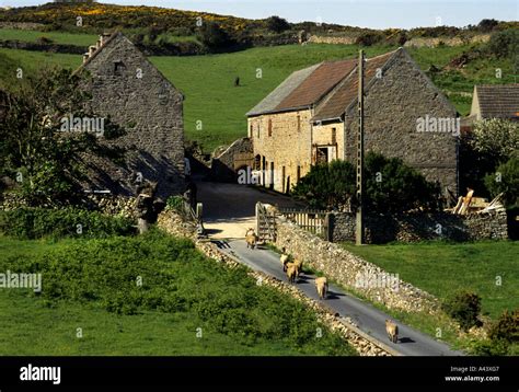 Normandy France French Farm Farmer Road Sheep Stock Photo Alamy