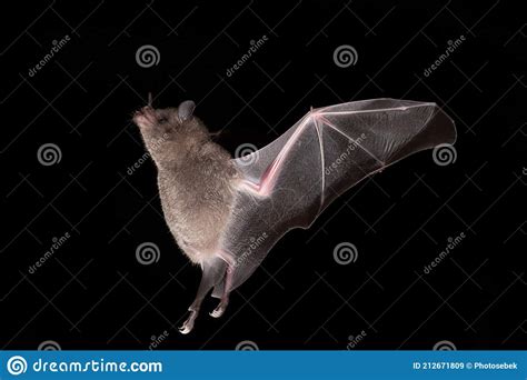 Lonchophylla Robusta Orange Nectar Bat The Bat Is Hovering And