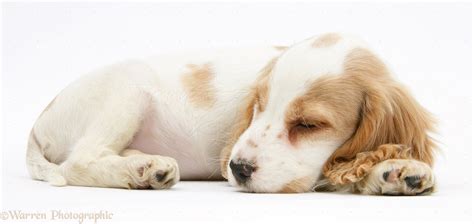 Dog: Orange roan Cocker Spaniel pup sleeping photo WP18796