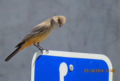 Says Phoebe Madrona Marsh Parking Lot 2666 Pekabo Flickr