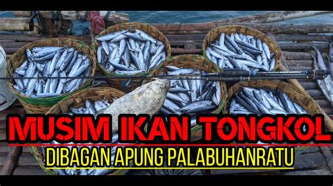 Menjaring Ikan Di Tengah Laut Panen Ikan Tongkol Ikan Semar Di Bagan