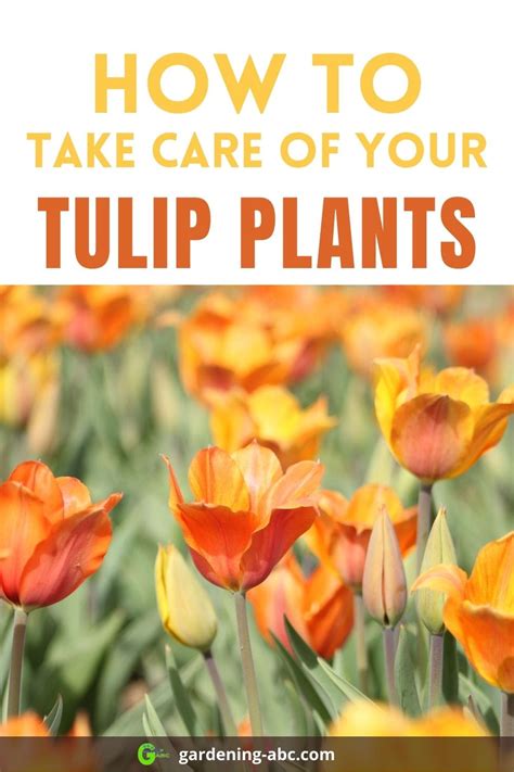 How To Plant Tulip Bulbs Gardening Abc