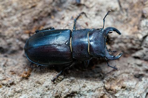 Western Hercules beetle (Dynastes grantii) larvae for sale – David's ...