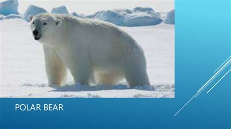 Polar bear vs walrus fight- who going to win?