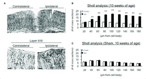 Dendrite Morphological Changes In The Motor Cortex At 10 Weeks Of