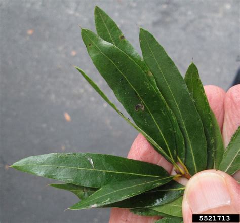 Willow Oak Quercus Phellos Fagales Fagaceae 5521713