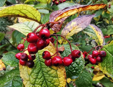 Cotoneaster Bullatus Hollyberry Cotoneaster Jurassicplants Nurseries