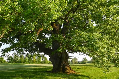 English Oak Vs White Oak Whats The Difference A Z Animals