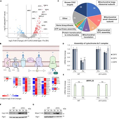 Ribosome Profiling Reveals The Role Of Yeast Rna Binding Proteins Cth