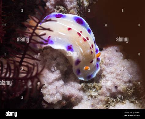 Beautiful Hypselodoris Nudibranch Hi Res Stock Photography And Images