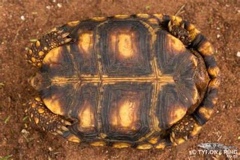 Kinixys Natalensis Natal Hinged Back Tortoise