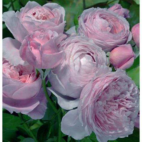 Английские розы -> "Розы Нью-Джерси" / стр 3