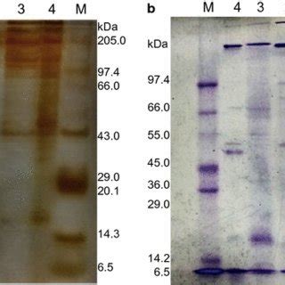 Page Of Purified Enzyme Fraction A Native Page And B Sds Page Lanes