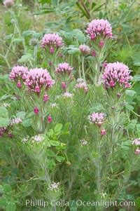 Purple Owls Clover Photo, Purple Owls Clover photos, Natural History ...