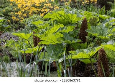 Gunnera: Over 1,488 Royalty-Free Licensable Stock Photos | Shutterstock