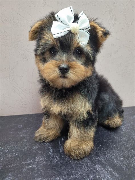 How To Train Your Yorkie Puppy From Nj Effectively Maxies Babies