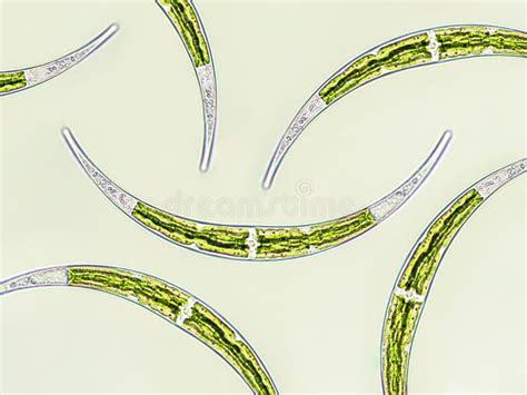 Closterium Sp Charophyta Algae Under Microscopic View X Green