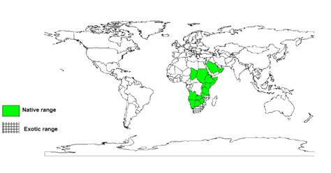 Black Thorn Acacia Mellifera Worldwide Distribution Feedipedia