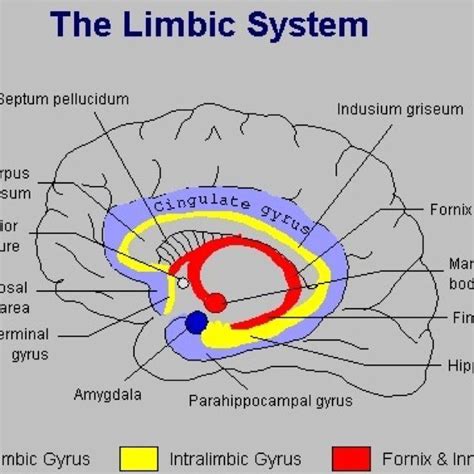 Labeled Brain Diagram Limbic System Limbic System Brain Emot