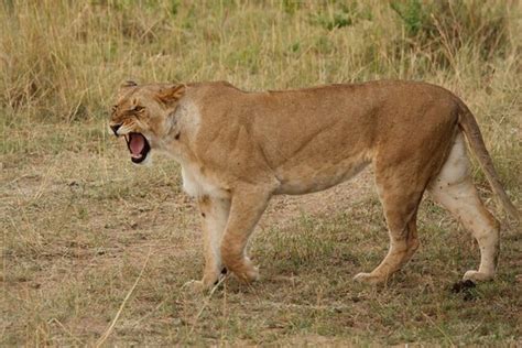 Lioness Roaring Images – Browse 6,072 Stock Photos, Vectors, and Video ...