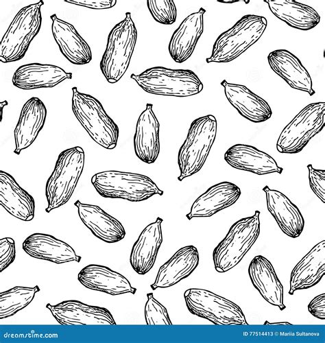 Cardamom Vector Hand Drawn Seamless Pattern Stock Vector