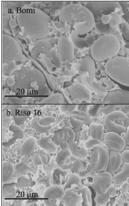 Scanning Electron Microscopy Of Barley Grains Mature Grains Were