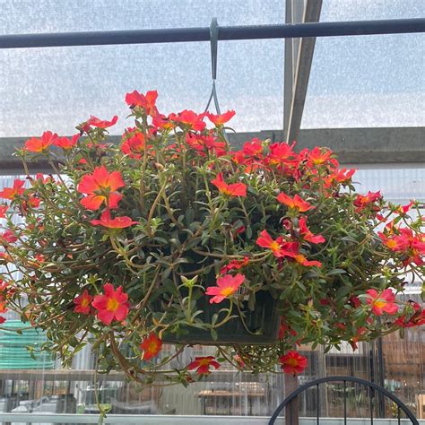 Portulaca Hanging Basket