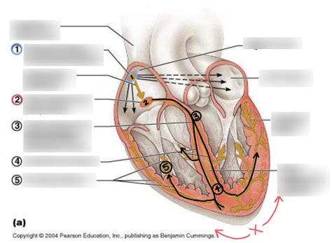 Intrinsic Conduction System Diagram | Quizlet