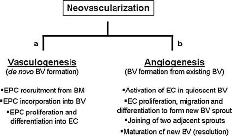 Vascular Endothelial Growth Factor And Angiogenesis In The Regulation