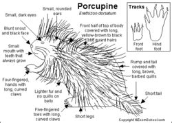 Porcupine Habitat | Madagascar Wiki | Fandom