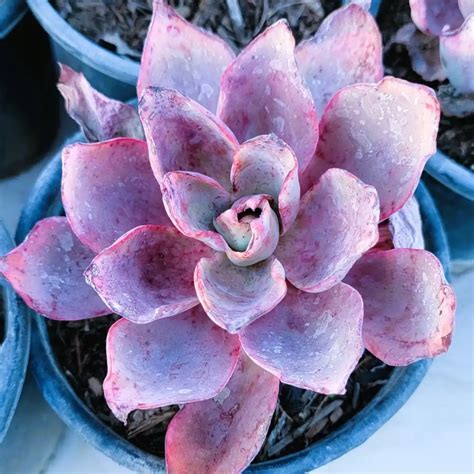 Echeveria Afterglow Desert Shade Nursery