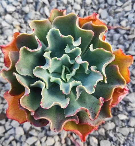 Echeveria dorothy Un erizo en mi jardín