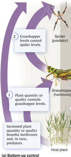 Ecology Lecture 18 Flashcards Quizlet