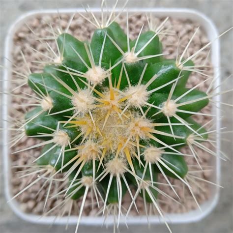 Jual Kaktus Golden Barrel Echinocactus Grusonii Golden Barrel