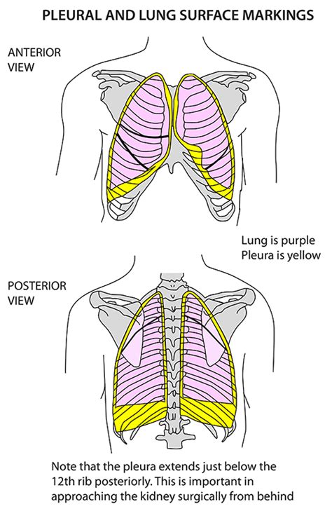 Anterior Thorax Anatomy