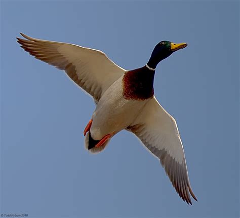 Mallard Duck Fly Over A Photo On Flickriver