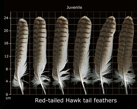 How to Identify Red Tailed Hawk Feathers - Ultimate Guide With Pictures ...