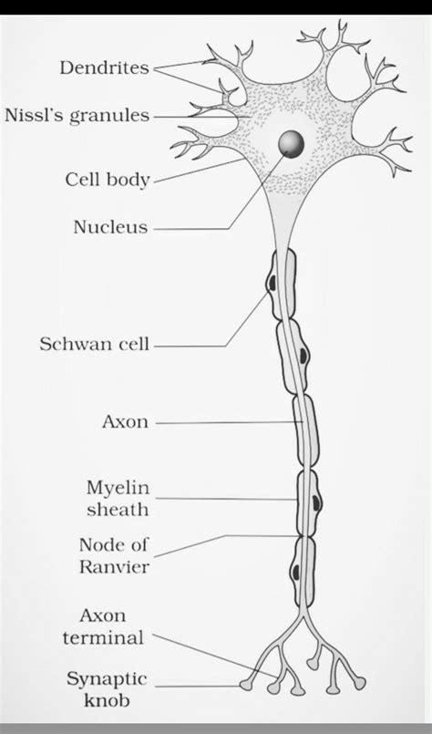 Neuron Diagram Class 10 Brainly In