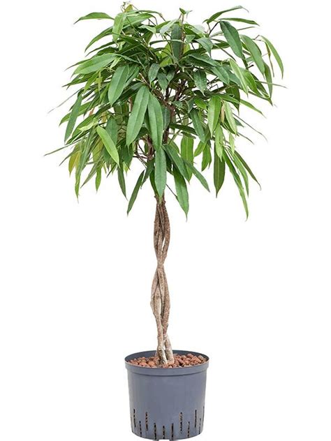 Ficus Binnendijkii Amstel King Plant Wholesale Floraccess