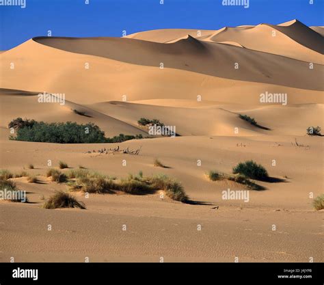 Algerien Erg Issaouane Illizi Dünen Landschaft Vegetation Afrika