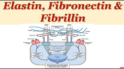 Extracellular Matrix Elastin Fibronectin Fibrillin Explained In