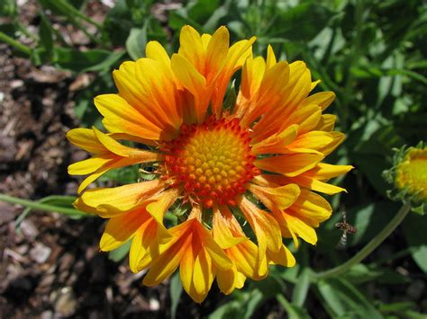 Gaillardia X Grandiflora Jersey Friendly Yards