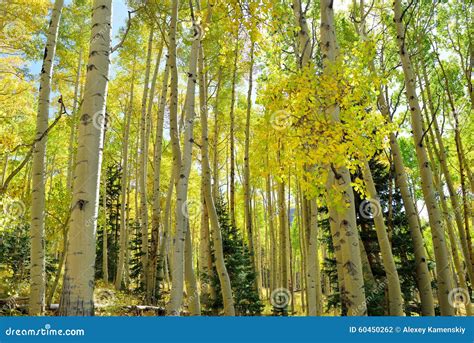 Álamo Temblón Colorido En El Bosque Durante La Estación De Follaje Foto