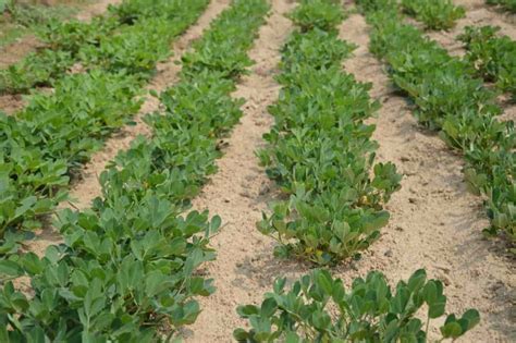 Best Practices To Grow Peanutsgroundnut At Home Check How This Guide