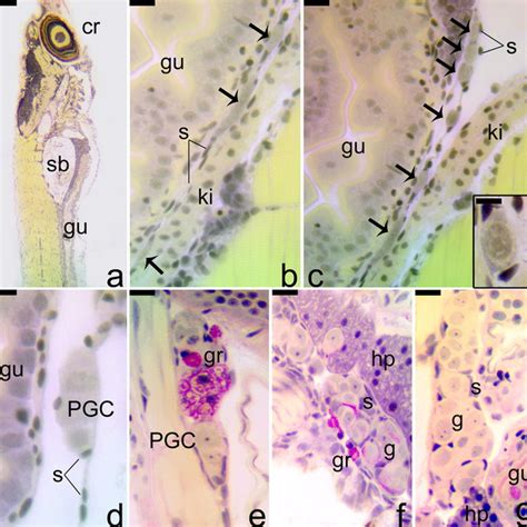 Histological Sections Of Larvae Of D Rerio A Sagittal Section Of A Download Scientific