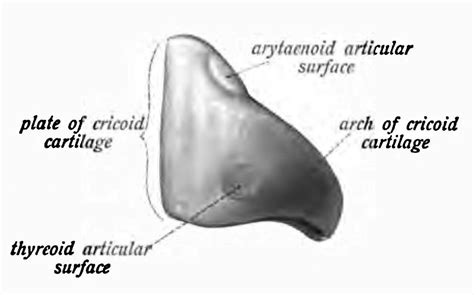 Cricoid Cartilage - Definition and Function | Biology Dictionary