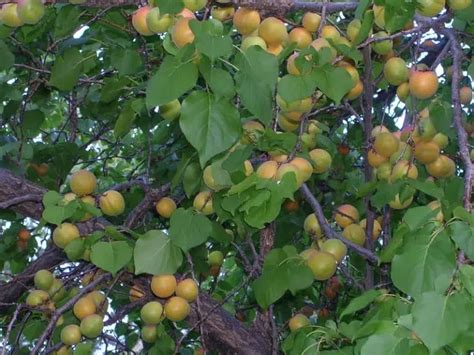 Bountiful Fruit Trees To Grow In Arizona Dwarf Included