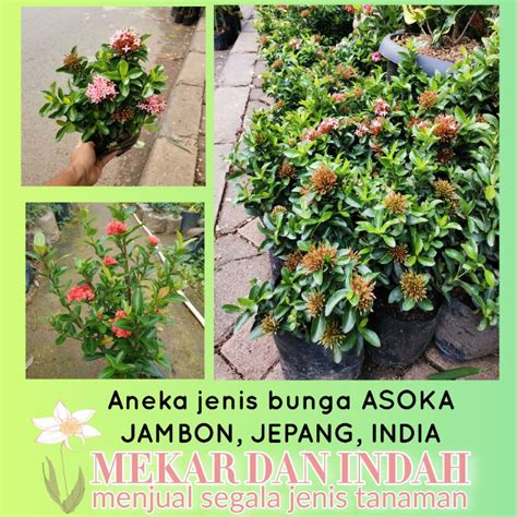 Jual Tanaman Hias Asoka Jambon Tanaman Asoka India Asoka Merah