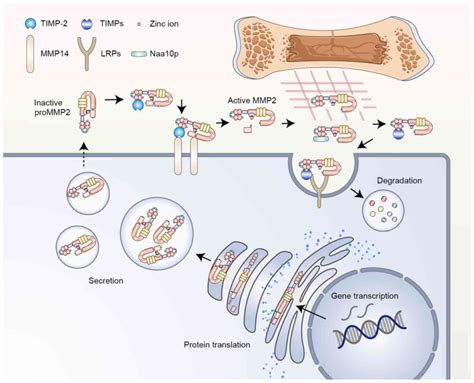 Different Roles Of Matrix Metalloproteinase 2 In Osteolysis Of Skeletal